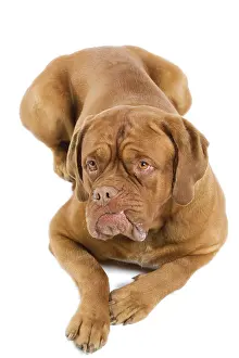 Mastiffs: Dogue de Bordeaux