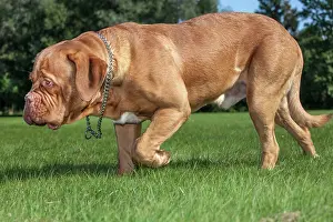 Mastiffs: Dogue de Bordeaux