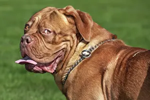 Mastiffs: Dogue de Bordeaux