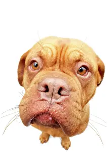 Distorted: Dogue de Bordeaux, Bordeaux Mastiff or French Mastiff