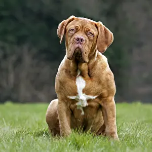 Dogue: Dogue de Bordeaux, French Mastiff, Bordeauxdog