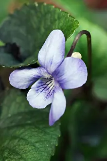 Riviniana: DogViolet
