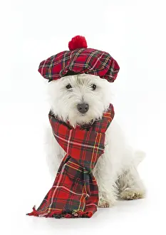 Scarves: DOG.West highland white terrier puppy wearing