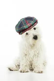 310320: DOG.West highland white terrier puppy wearing tartan hat