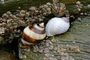 Whelk: Dogwhelks - on a rock at low tide