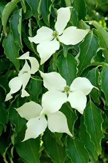 Kousa: Dogwood