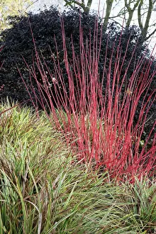 Cornus: Dogwood