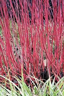 Cornus: Dogwood