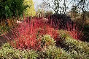 Cornus: Dogwood
