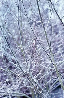Cornus: Dogwood