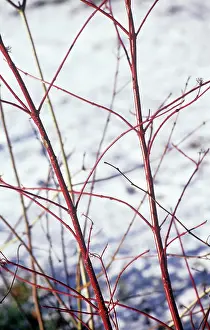 Cornus: Dogwood