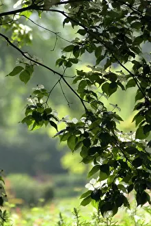 Cornus: Dogwood
