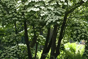 Cornus: Dogwood