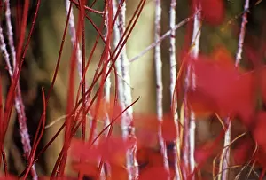 Cornus: Dogwood