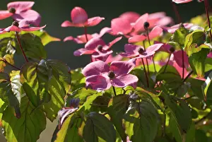 Cornus: Dogwood