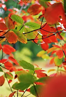 Cornus: Dogwood