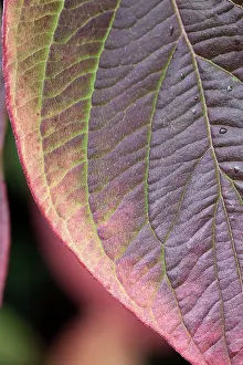 Cornus: Dogwood
