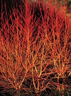 Cornus: Dogwood