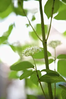 Cornus: Dogwood