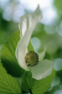 Cornus: Dogwood