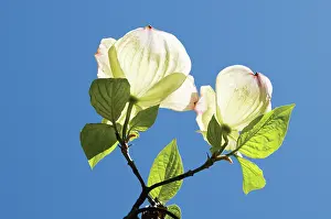 Cornus: Dogwood