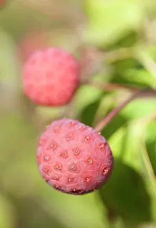 Cornus: Dogwood