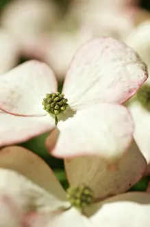 Cornus: Dogwood