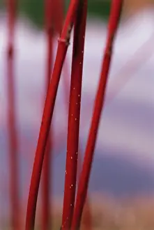 Cornus: Dogwood
