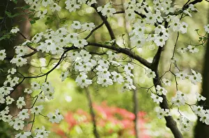 Cornus: Dogwood