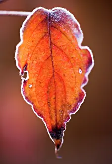 Cornus: Dogwood