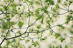 Cornus: Dogwood