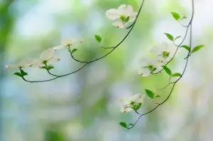 Cornus: Dogwood
