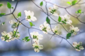 Cornus: Dogwood