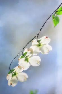 Cornus: Dogwood