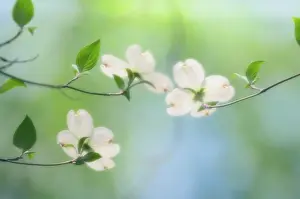 Cornus: Dogwood