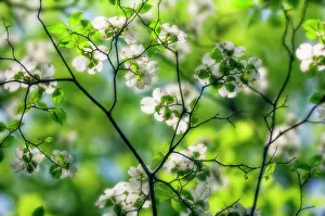 Cornus: Dogwood
