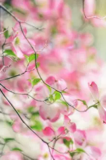 Cornus: Dogwood