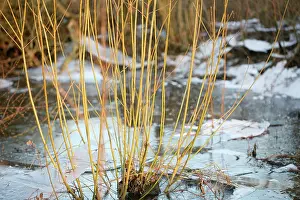 Cornus: Dogwood
