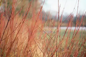 Cornus: Dogwood