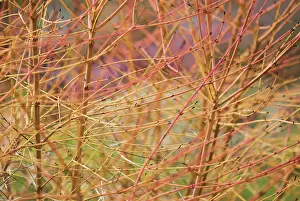 Crazy: Dogwood