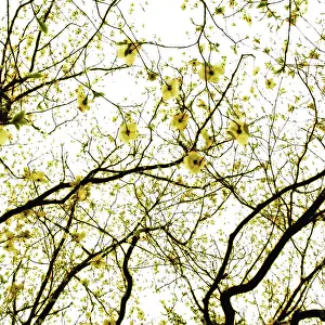 Crazy: Dogwood