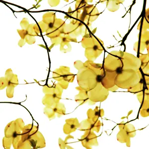 Cornus: Dogwood