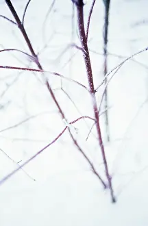 Cornus: Dogwood