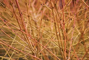 Layers: Dogwood