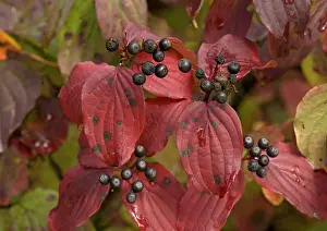 Sanguinea: Dogwood, autumn colour with berries. (= Thelycrania)