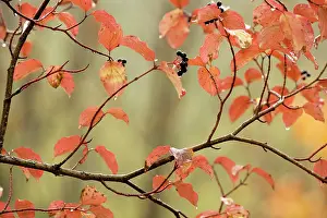 Sanguinea: Dogwood in autumn, with raindrops