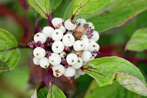 Sanguinea: Dogwood Berries