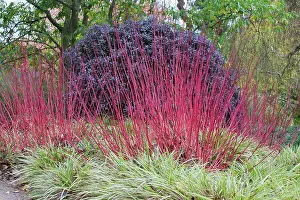 Cornus: Dogwood, Cornus alba Sibirica, Red subject