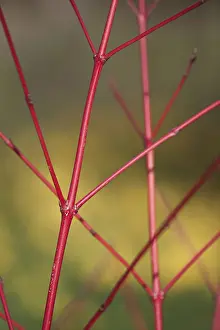 Cornus: Dogwood, Cornus sanguinea Anny's Winter Orange