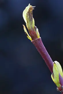 Cornus: Dogwood, Cornus sanguinea Midwinter fire, Green